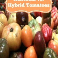 Heirloom vs. Hybrid Tomatoes-Tomatoes from Seed