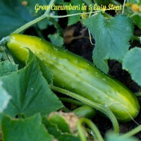 Grow Cucumbers in 5 Easy Steps