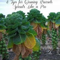 8 Tips to Growing Brussels Sprouts Like a Pro