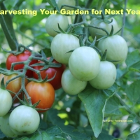 Harvesting for Next Year's Garden