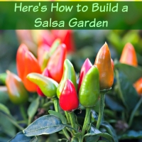 Learn How to Build a Salsa Garden