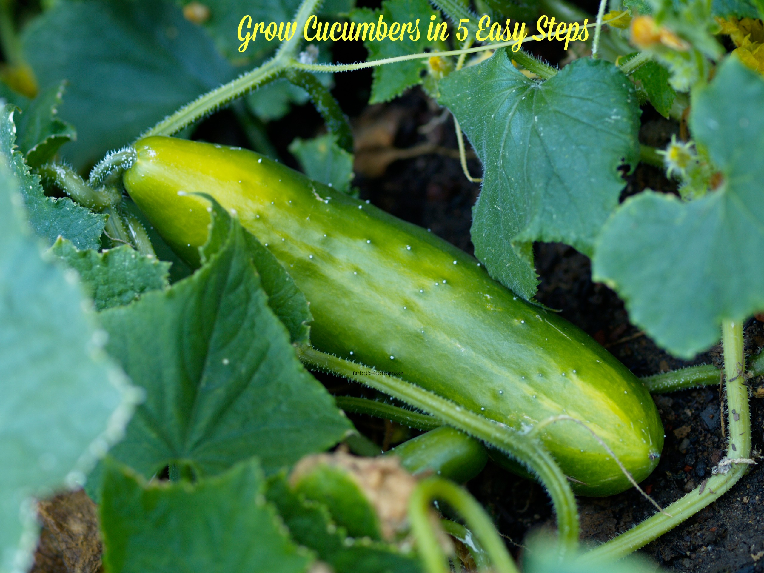 Grow Cucumbers in 5 Easy Steps