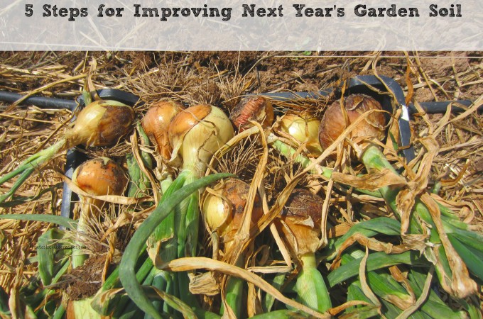 5 Steps for Improving Next Year's Garden Soil