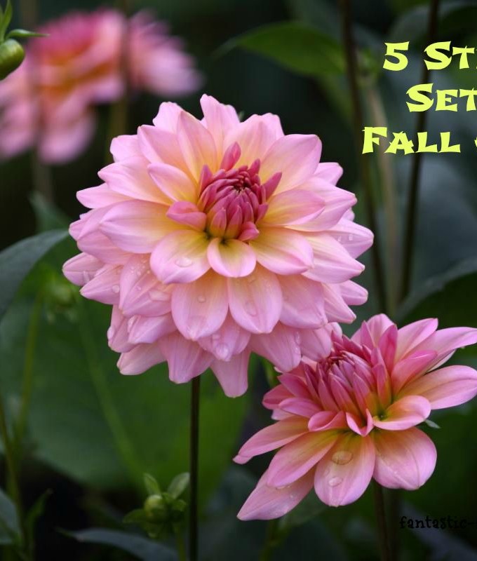 5 Steps to Set Up a Fall Garden