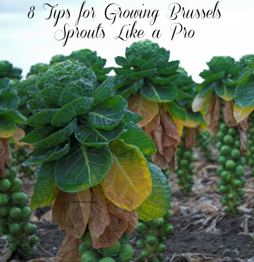 8 Tips to Growing Brussels Sprouts Like a Pro
