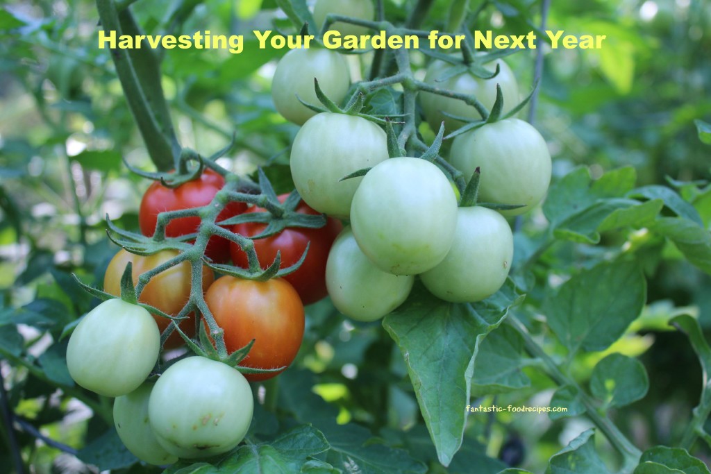 Harvesting Your Garden for Next Year