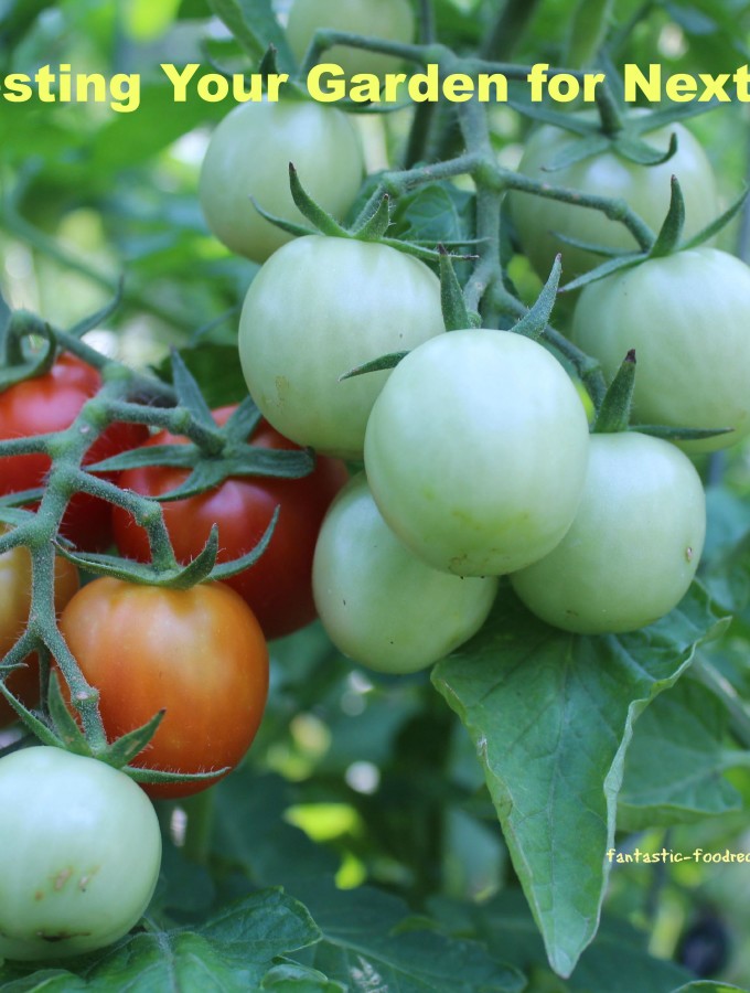 Harvesting for Next Year’s Garden<p><!-- Google Ads Injected by Adsense Explosion 1.1.5 --><div class="adsxpls" id="adsxpls1" style="padding:7px; display: block; margin-left: auto; margin-right: auto; text-align: center;"><!-- AdSense Plugin Explosion num: 1 --><script type="text/javascript"><!--

google_ad_client = "pub-0699383648386361"; google_alternate_color = "FFFFFF";
google_ad_width = 234; google_ad_height = 60; google_ad_format = "234x60_as";
google_ad_type = "text_image";
google_ad_channel ="2528992444"; google_color_border = "336699";
google_color_link = "0000FF"; google_color_bg = "FFFFFF";
google_color_text = "000000"; google_color_url = "008000";
google_ui_features = "rc:6"; //--></script>
<script type="text/javascript" src="http://pagead2.googlesyndication.com/pagead/show_ads.js"></script></div></p>