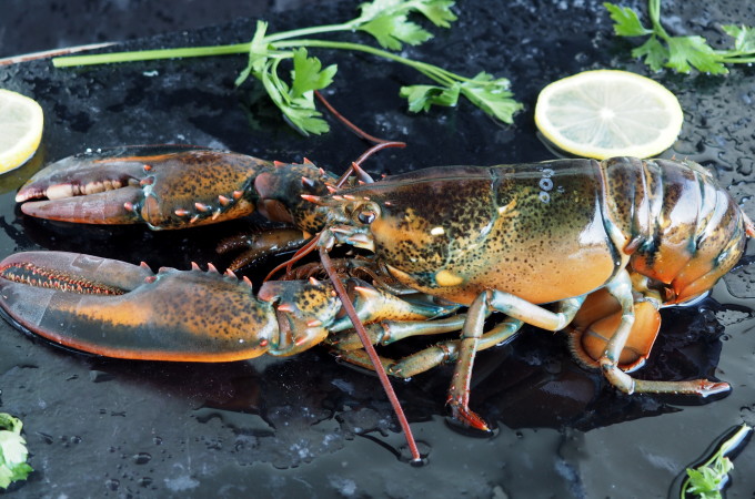 How to Cook and Serve Lobster-Uncooked.