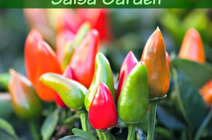 Learn How to Build a Salsa Garden