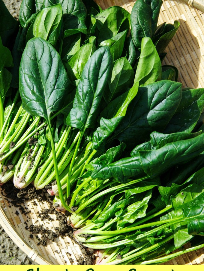 How to Grow Spinach