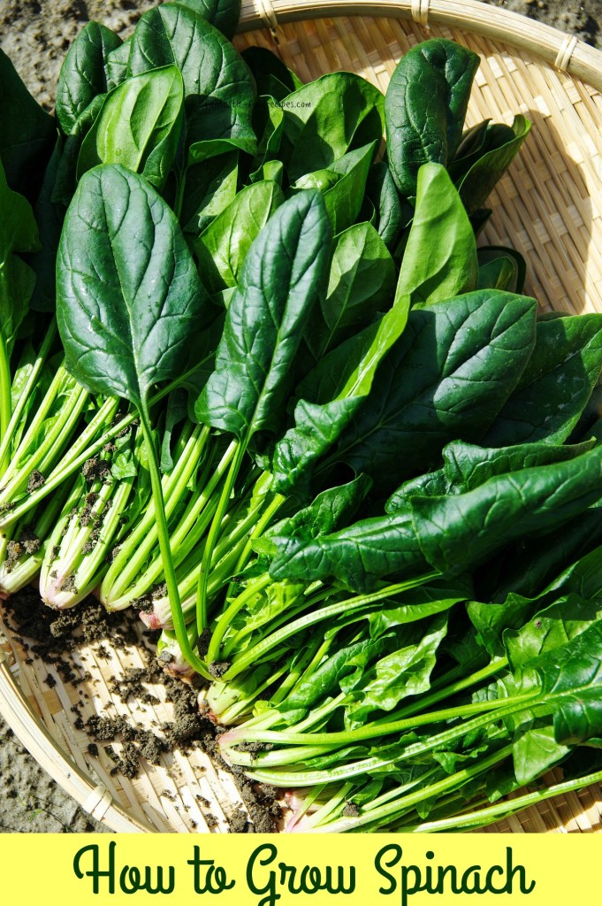 How to Grow Spinach