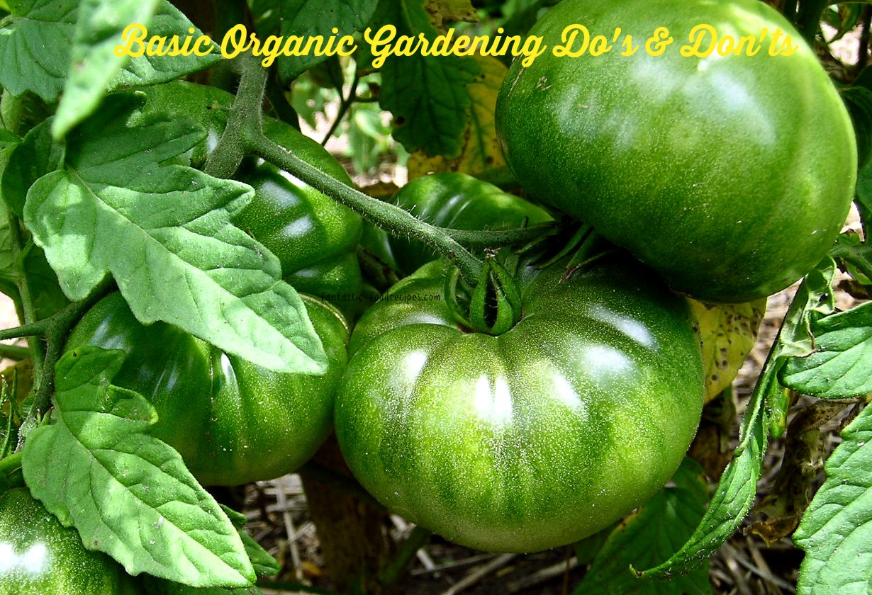 Basic Organic Gardening Do's and Don'ts